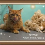 Фото №8 Стрижка кошек, экспресслинька