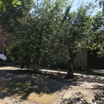 Фото №3 Спил деревьев любой сложности 
