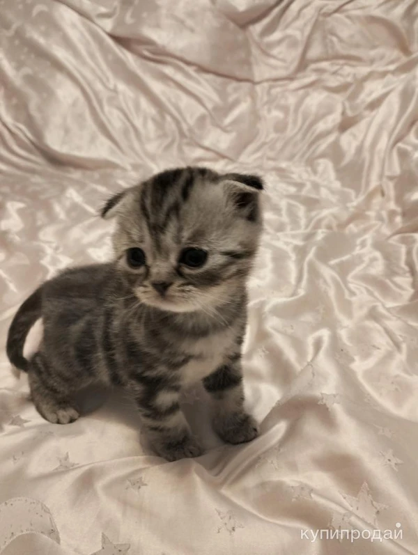 Фото Шотландские котята♥️