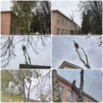 Фото №8 Спил деревьев