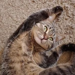 Фото №6 Отдам в добрые руки.