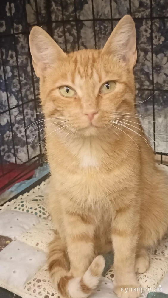 Фото кошечка Злата