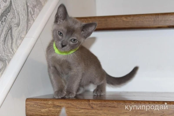 Тонкинские котята