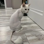 Фото №16 Стрижка кошек - гигиена животных