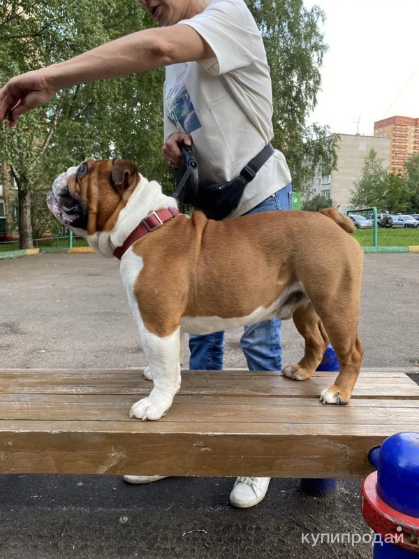 Фото Вязка английский бульдог