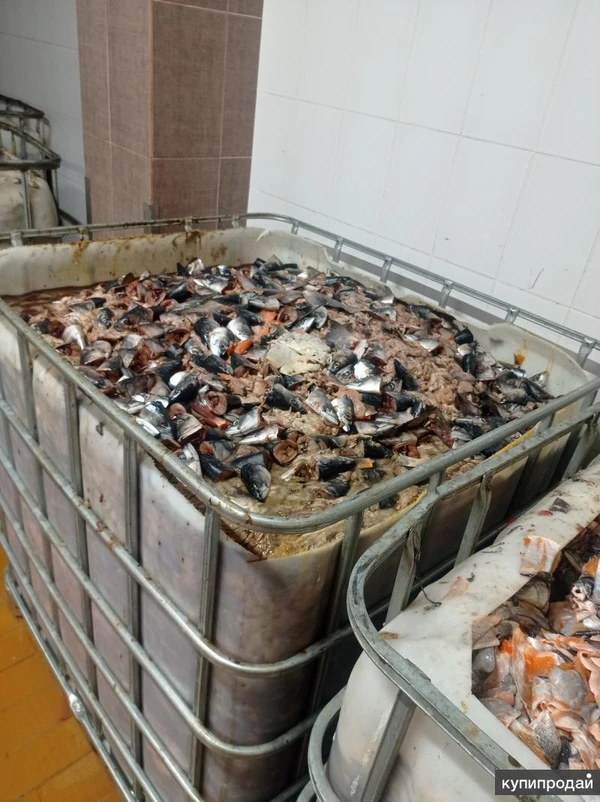 Фото Продаем рыбные отходы