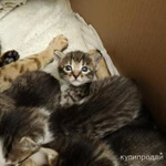 Фото №3 ПРОДАМ котят Чистокровной САВАННЫ! Черный дым.