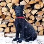 Фото №3 щенки немецкой овчарки