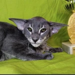 Фото №6 Угольный ориентал