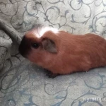 Фото №4 МОРСКИЕ СВИНКИ-разные породы