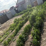 Фото №5 Дом 220 м2