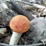 фото Грибочки свежие на заказ