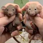 Фото №10 Крысята Дамбо. Декоративная крыса