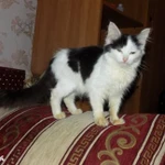 Фото №3 Доставка симпатичного котенка на новоселье (выбор)
