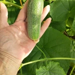 Фото №2 Огурчики с грядки.