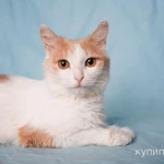 Фото №4 Кошечка Бела в добрые руки