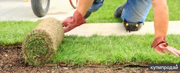 Фото Футбольный газон. Эртиль, Семилуки, Новая Усмань.