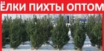 фото Живые Новогодние Ёлки Оптом 2018? Продажа Ель Цена c Лесхоза