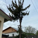 Фото №4 Покос травы, Спил деревьев, уборка участка