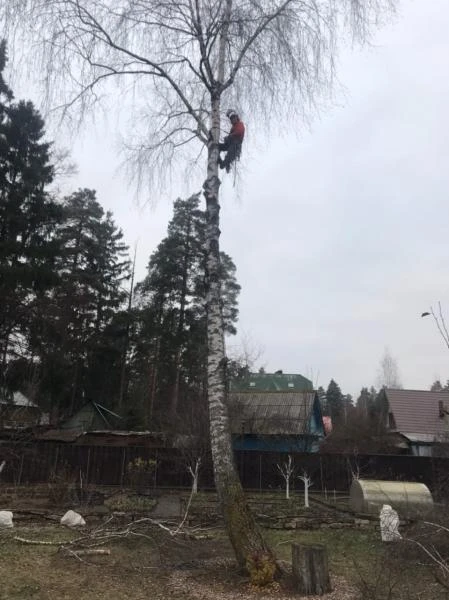 Фото Спил, Удаление, Обрезка деревьев, Расчистка участков.