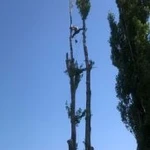 Фото №5 Спил деревьев
