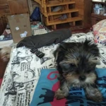 Фото №2 Продажа