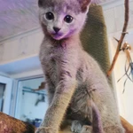 Фото №3 Котята породы “Русская голубая"