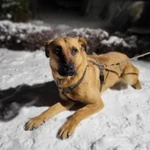 Фото №2 Собака в добрые руки