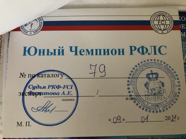 Фото Вязка шпица