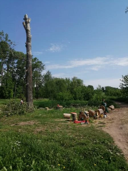 Фото Спил опасных деревьев