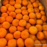 фото Мандарины с Абхазии