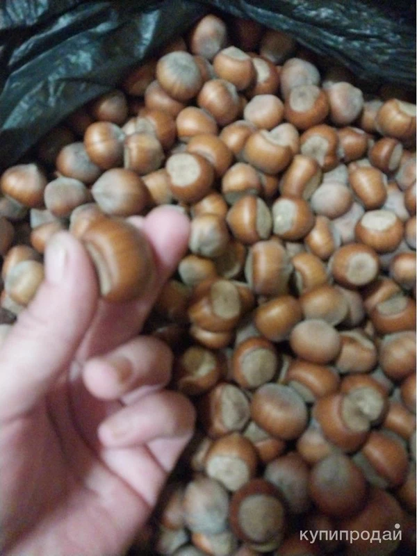 Фото Фундук горный