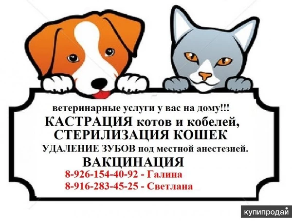 Фото ветеринарный врач хирург с выездом кастрация, стерилизация, кесарево сечение