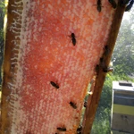 Фото №2 Пасека моргунова