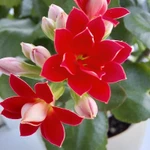 Фото №2 Каланхоэ цветущий красный