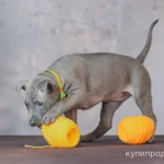 Фото №6 ЩЕНКИ ТАЙСКИХ РИДЖБЕКОВ