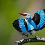 фото Эдифетт F65 SB