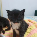 Фото №5 Котята в добрые руки