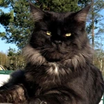 Фото №7 Котята #Мейн-кун# черный дым#