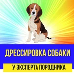 Дрессировка у эксперта