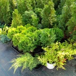 фото Саженцы хвойных растений. Туи, можжевельники.