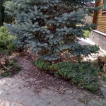 Фото №3 Грамотная обрезка плодовых и декоративных деревьев