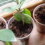 Фото №2 Продаю восковой плющ (лиана)