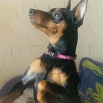 Фото №10 Щенки цвергпинчер