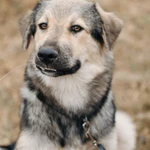 Фото №2 АЛМАЗ ищет ДОМ, 8 мес, 12кг, 30см в холке, Привит.