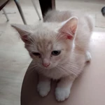 Фото №2 Котята в добрые руки