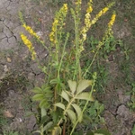 Фото №4 Репешок. Цена за 100 грамм.