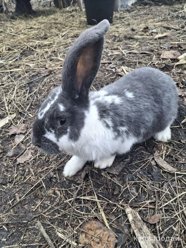 Фото продам кролик мальчик порода "Строкач" на племя