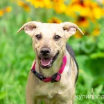 Фото №8 Красивый и умный домашний песик Лаки в добрые руки