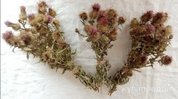 Фото Букеты Чертополоха стандарт.